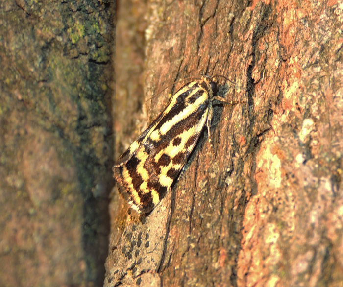 Acontia trabealis Noctuidae